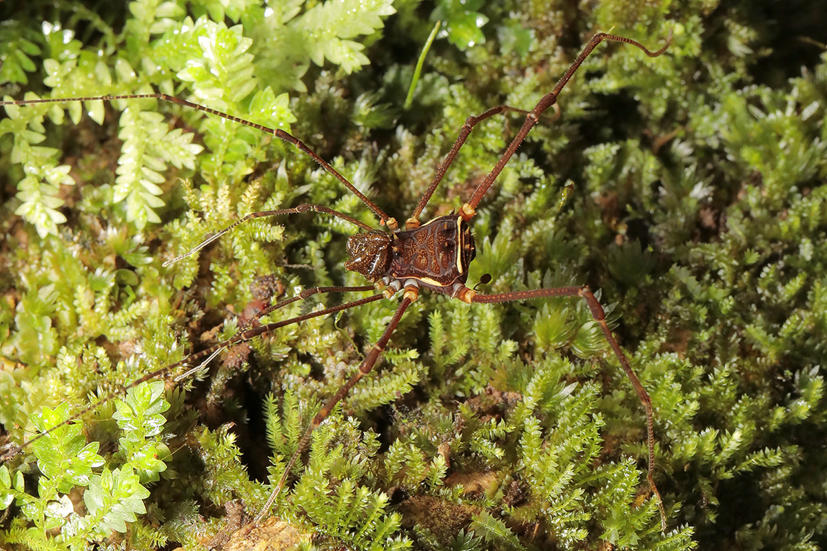 Harvestman