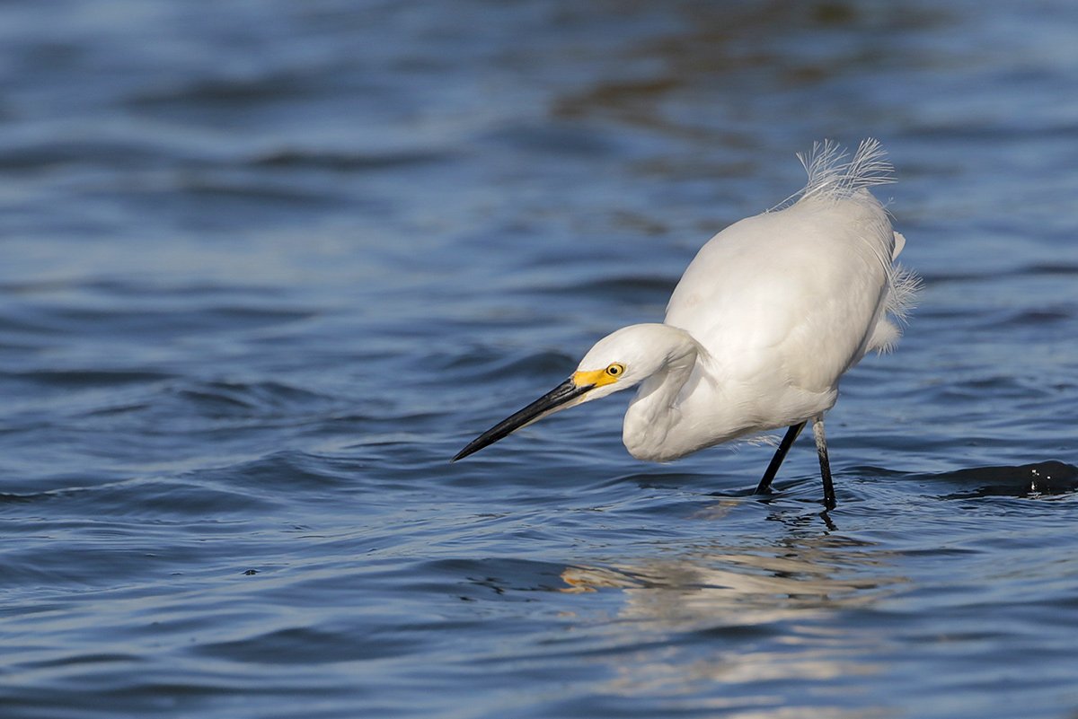 Snowy Egret