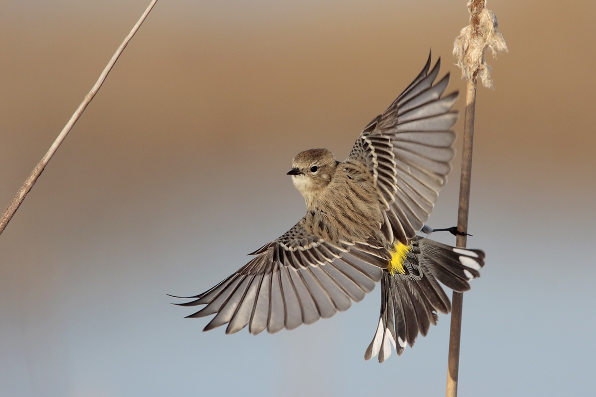 Yellow-rumped Warbler