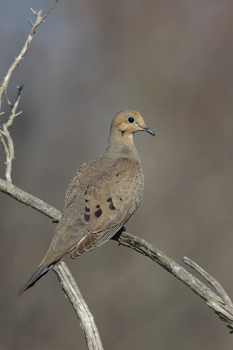 Mourning Dove