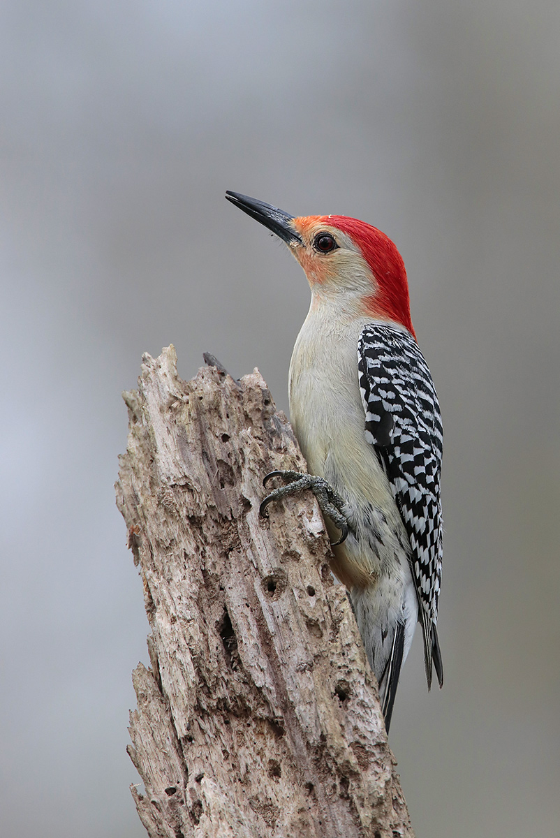 Red-bellied Woodpecker