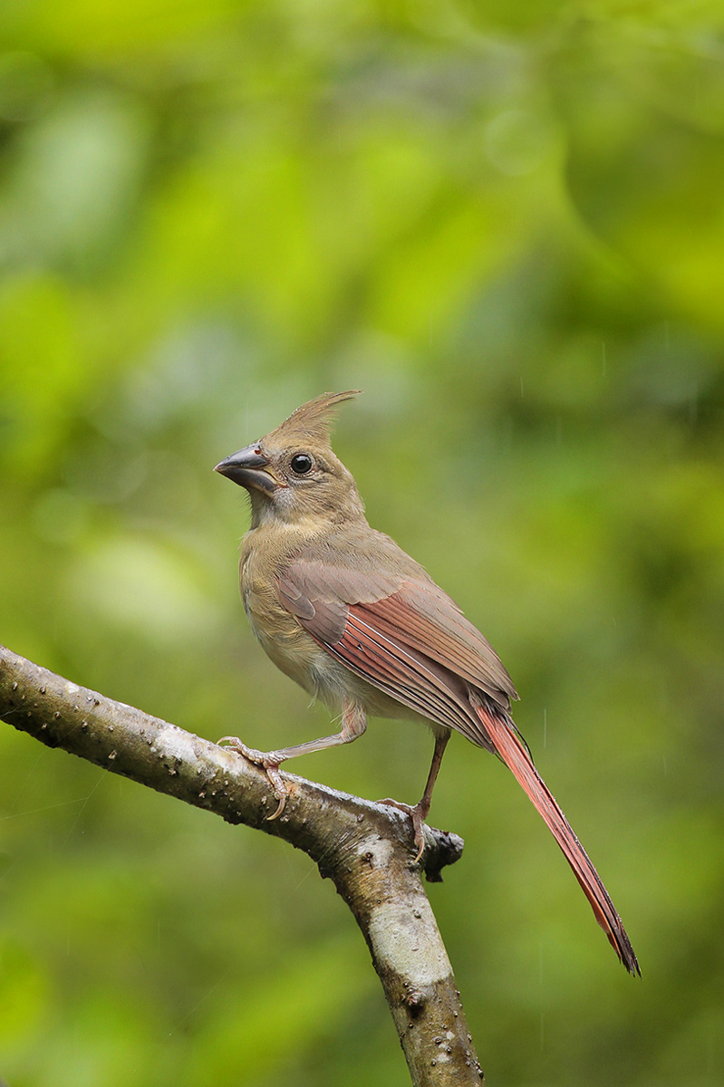 Northern Cardinal