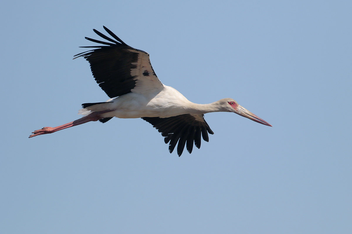 Maguari Stork