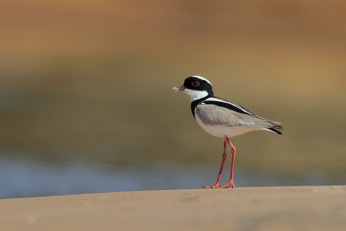 Pied Plover