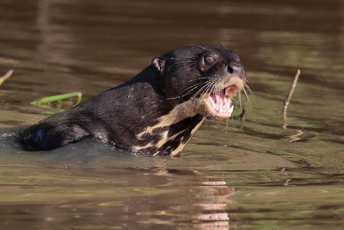 Giant Otter