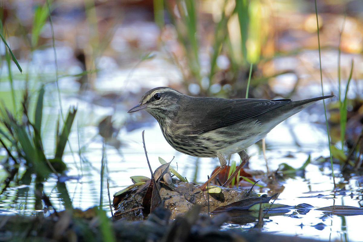 Northern Waterthrush