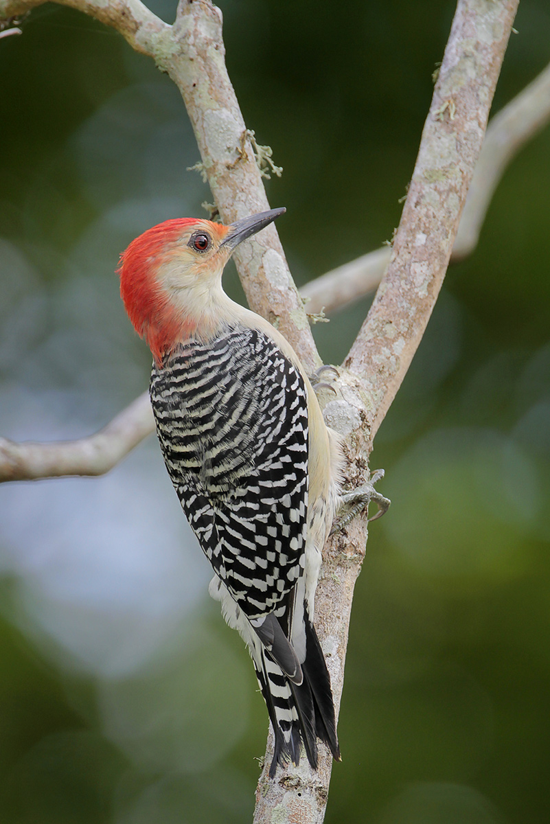 Red-bellied Woodpecker