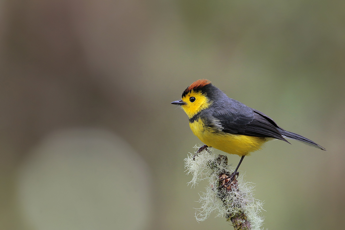 Collared Redstart