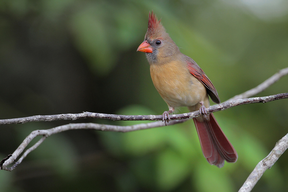 Northern Cardinal