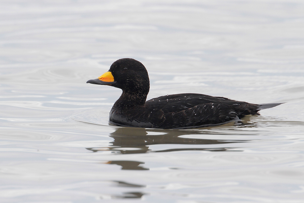 Black Scoter