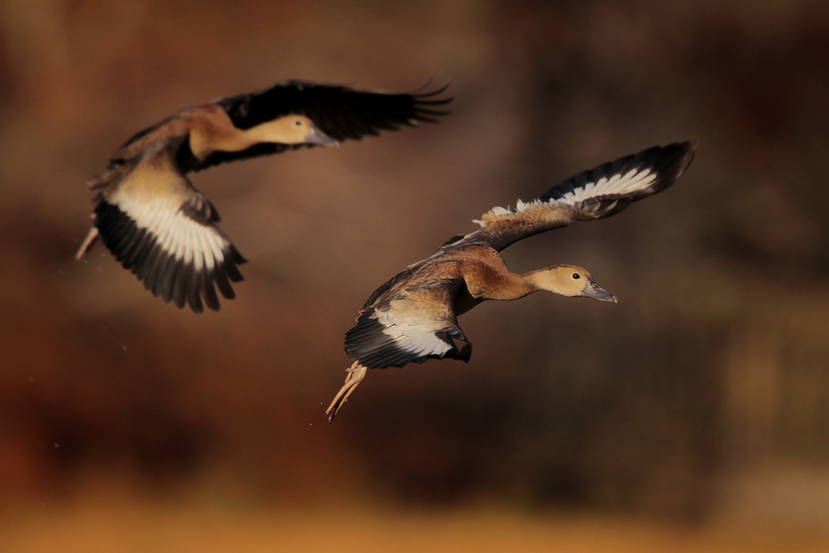 Black-bellied Whistling Duck