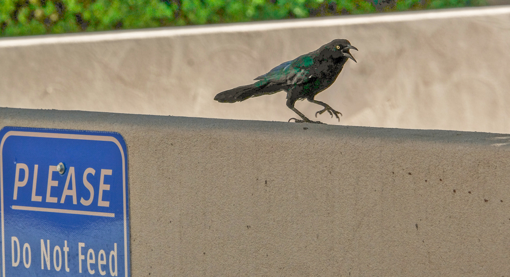 Agitated, Scottsdale, Arizona, 2017