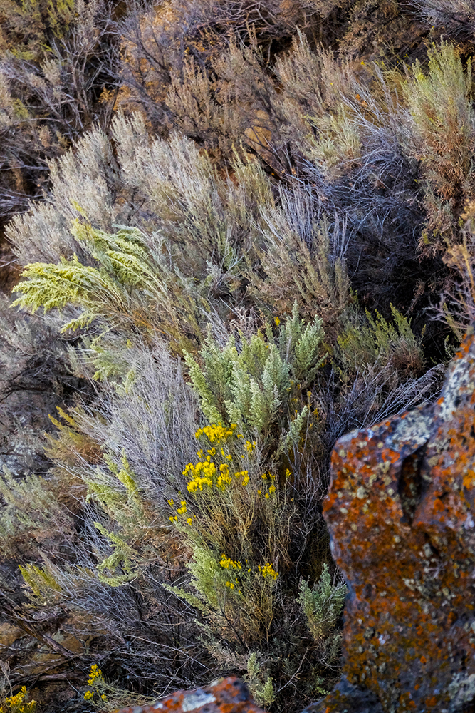 Wildflowers, Snake River Canyon, Twin Falls, Idaho, 2018