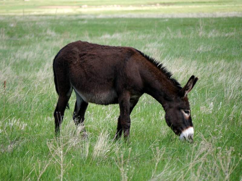 Wild Mule