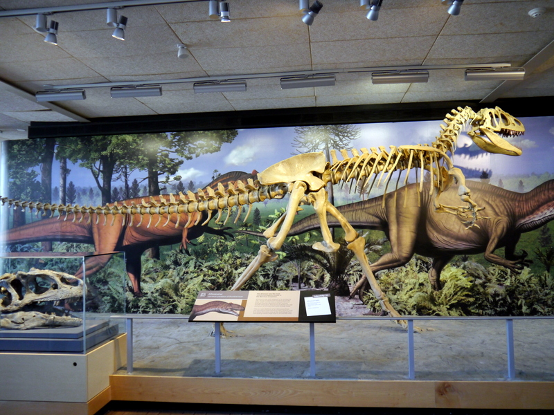Nice Recovered Fossils Display