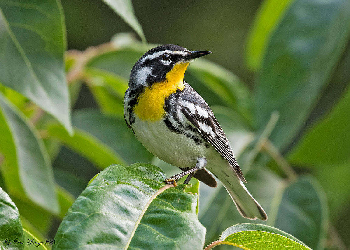 Yellow-throated Warbler