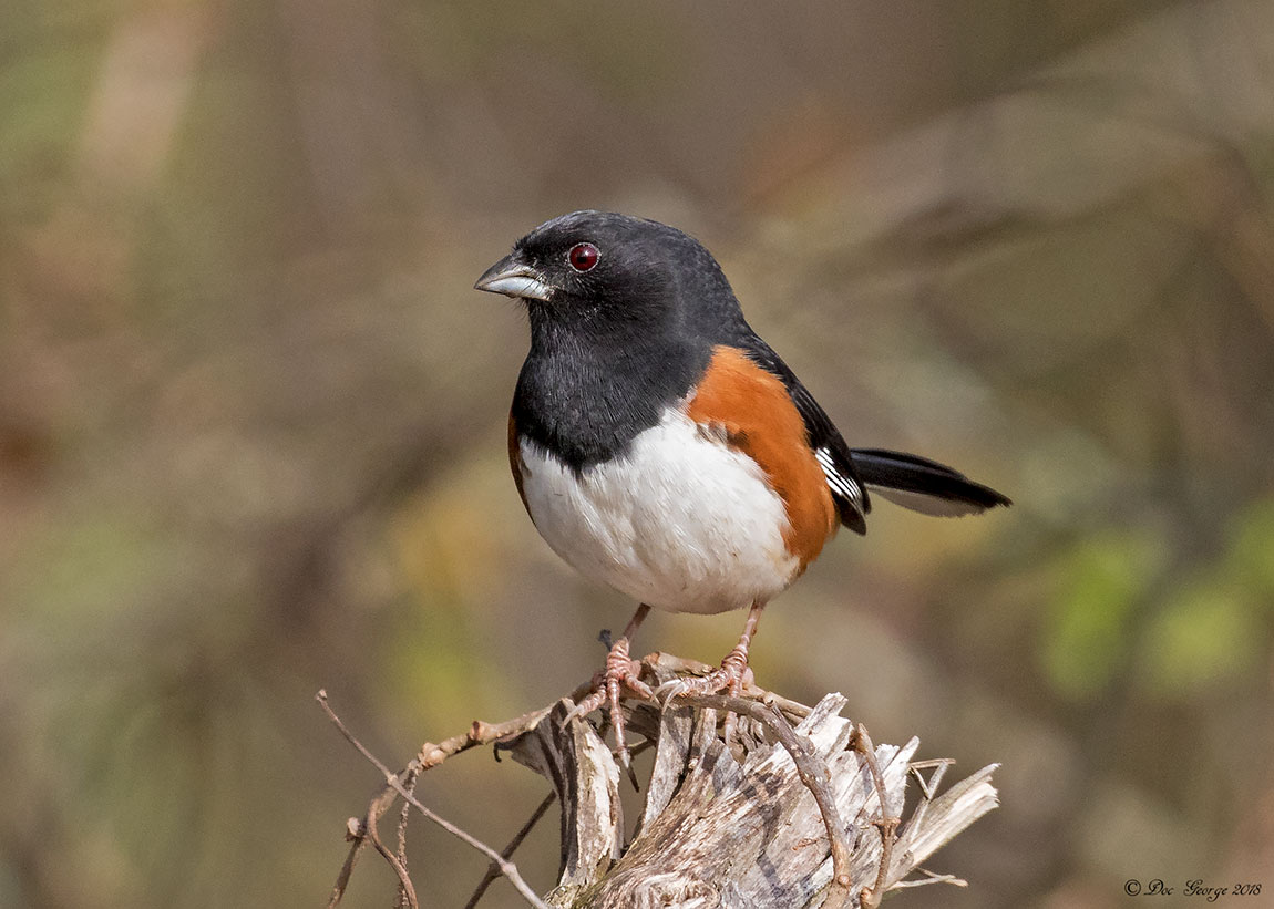 Eastern Towhee