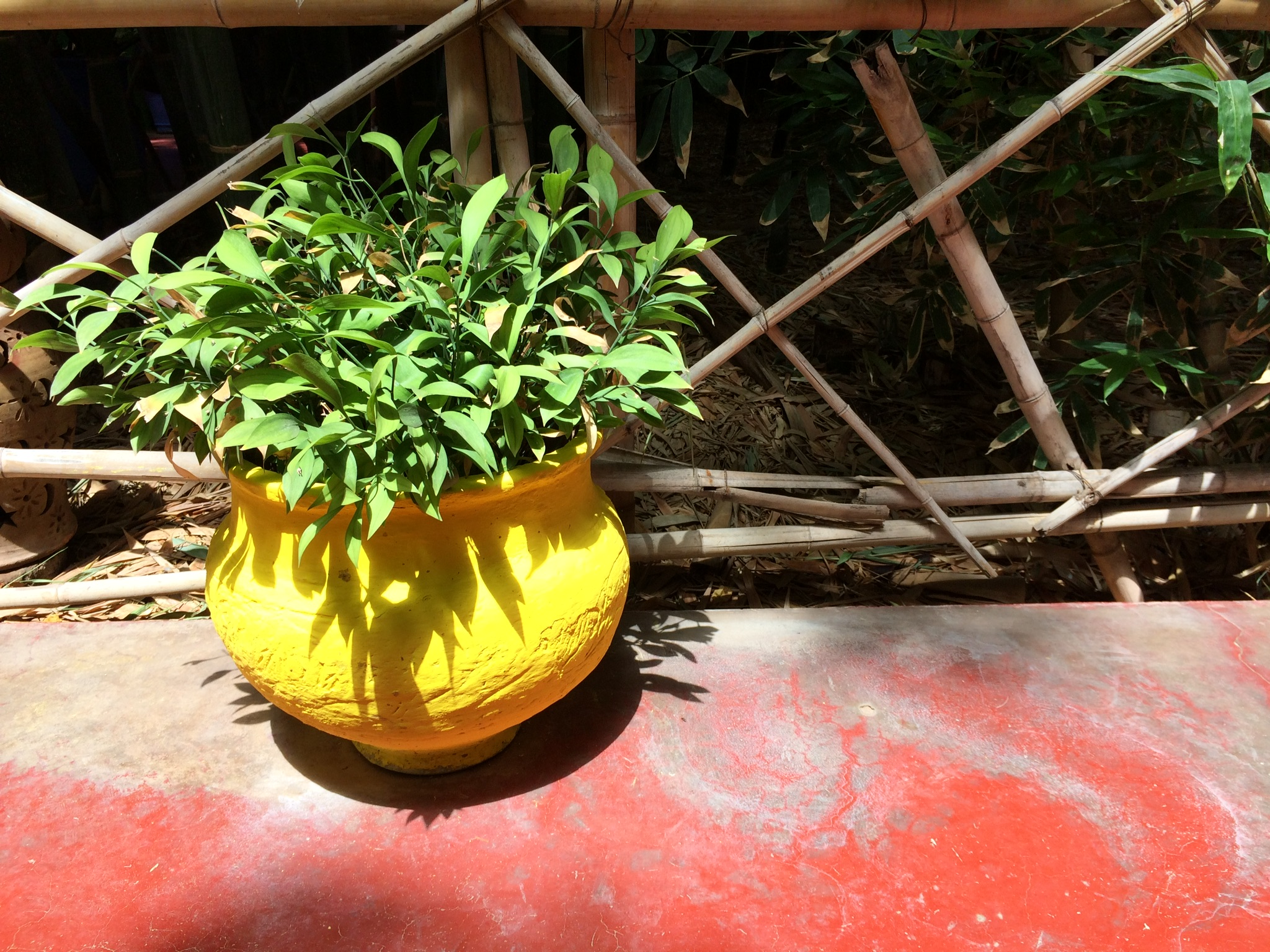 Ballade au jardin de Majorelle