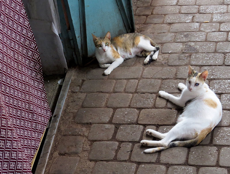 Ballade dans le souk de Marrakech