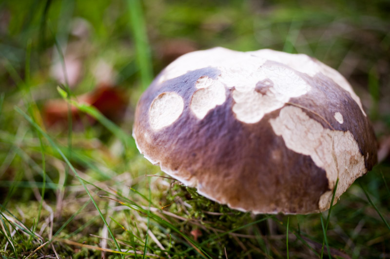 DSC_4355-2.jpg