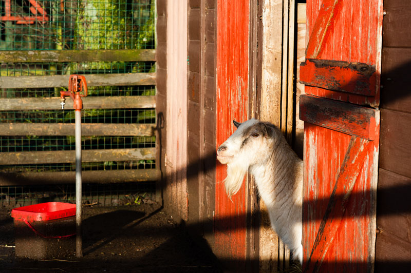 3rd January 2018  Tim the goat