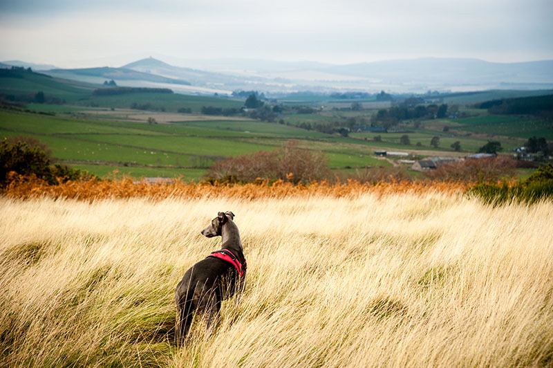 17th November 2018  hound in the long grass