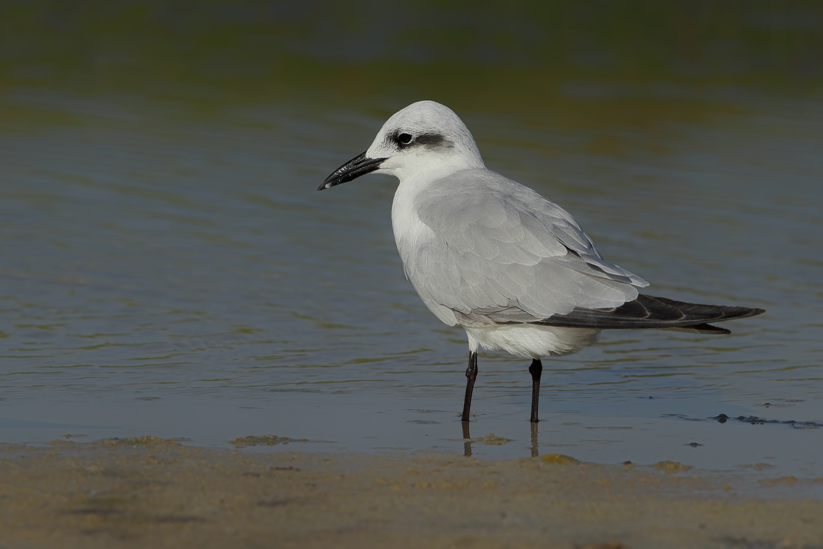 Gull-billed tern (Gelochelidon nilotica)