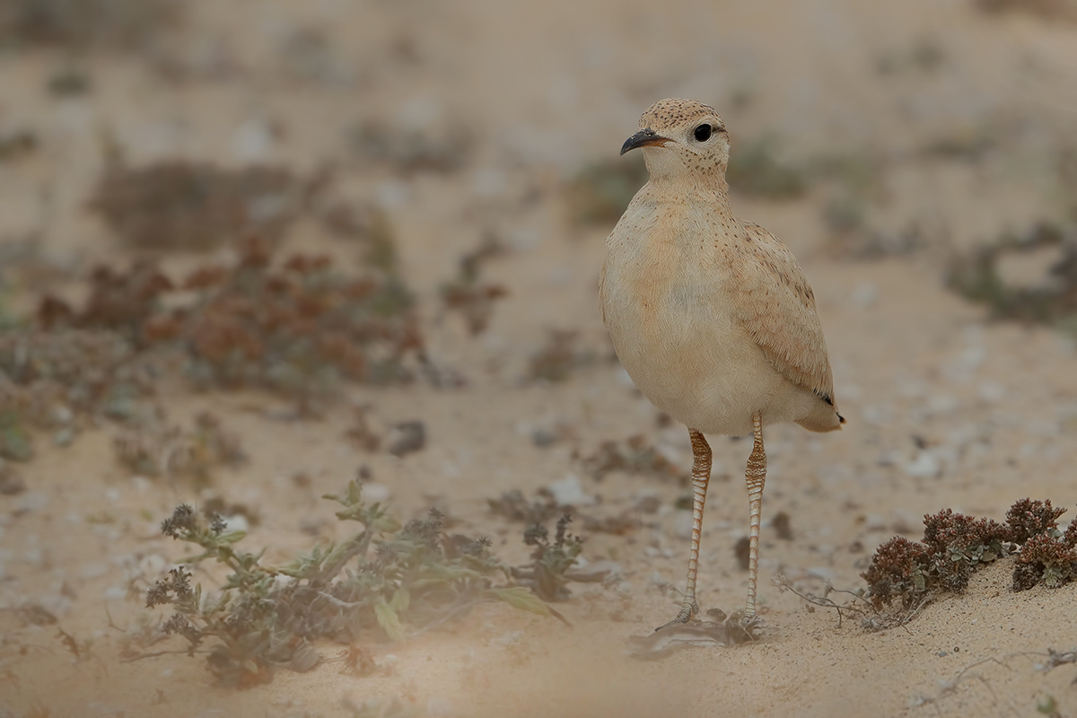 Cream-coloured Courser  (Cursorius cursor ssp. bannermani)