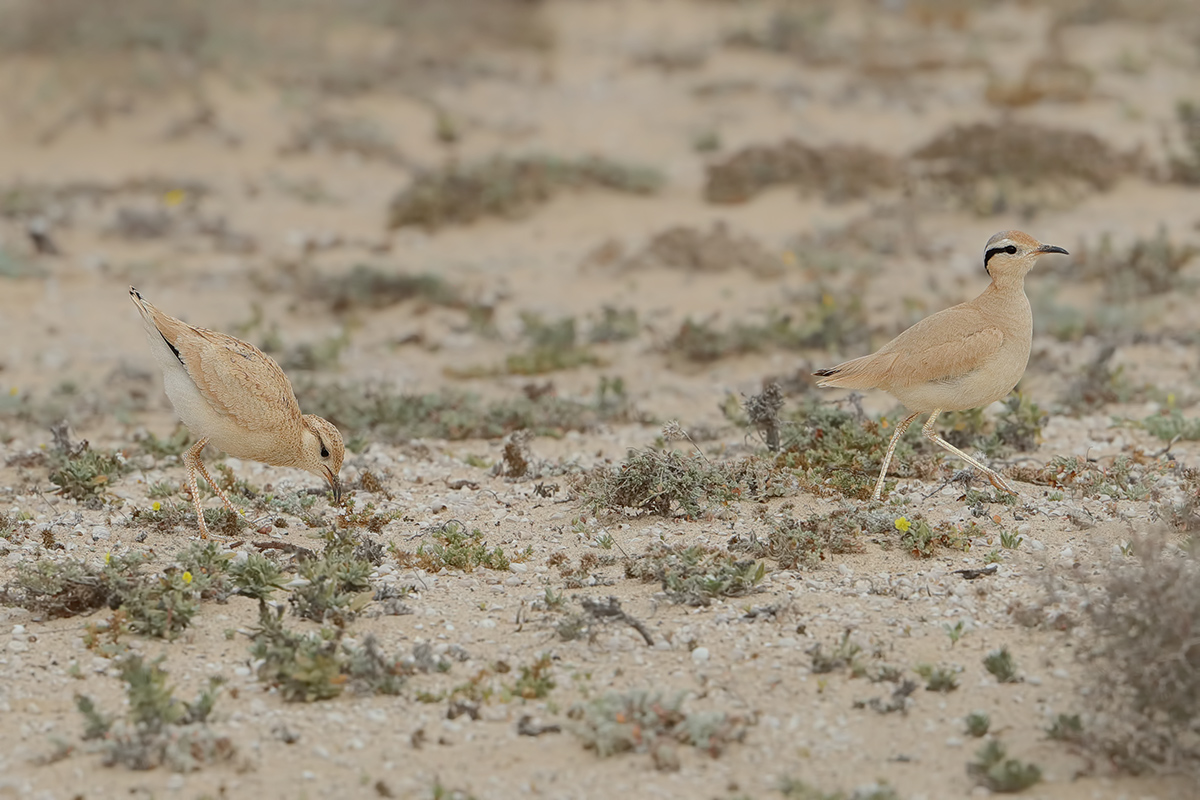 Cream-coloured Courser  (Cursorius cursor ssp. bannermani)