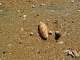 BowenQld2014_Shell_2997.JPG