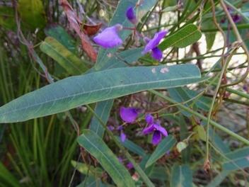 2016-09-12 DudlyFlowerHardenbergia.jpg