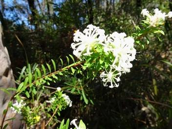 2016-09-12 DudlyFlowerPimelia.jpg