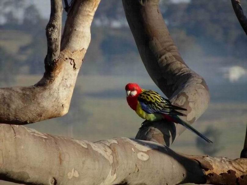 HunterValley2017_KirktonPark_EasternRosella02803.JPG