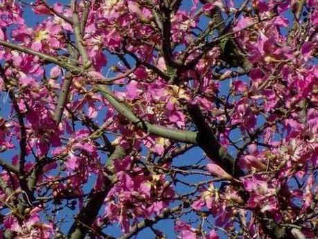 SA_BotanicGarden_FloweringTree05586.JPG