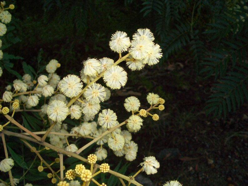 Wattle 2006-12-08 002.JPG
