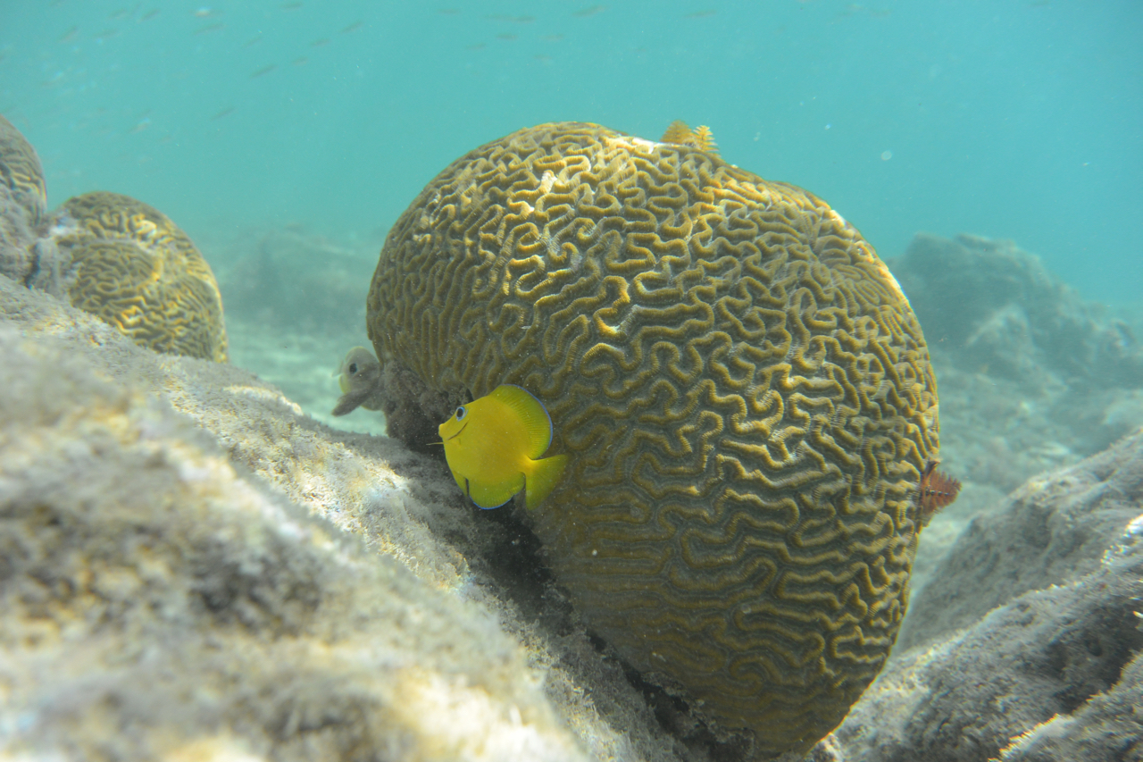 below the surface in Oranjestad harbor