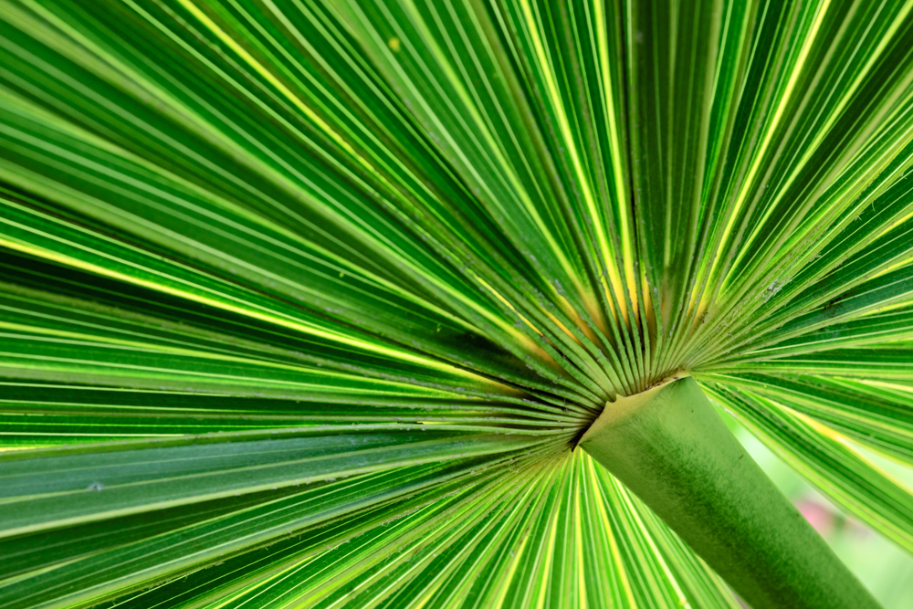 Plant RD-767 44133 .jpg