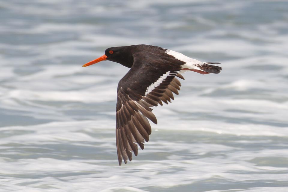 Pied Oystercatcher (Haematopus longirostris)