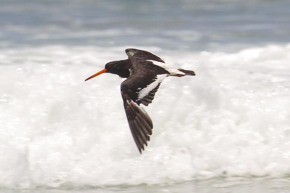 South Island Oystercatcher (Haematopus finschi)