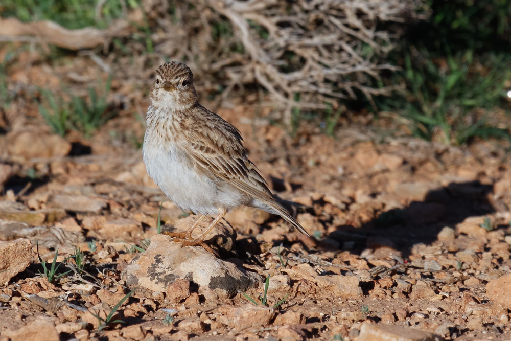 Lesser Short-toed Lark, near Zaida, 2 April 2015, low res-2772.jpg