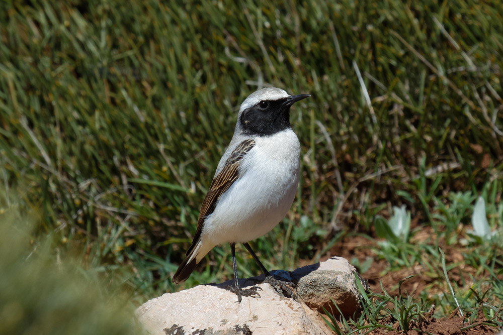 Seebohms Wheatear, Atlas Mountains, 2 April 2015, low res-2968.jpg