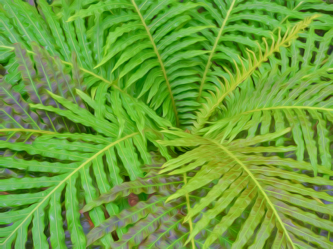 04_2016_Ferns.jpg