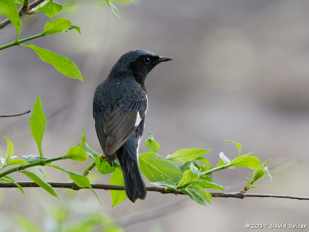 Black-throated Blue Warbler (male)