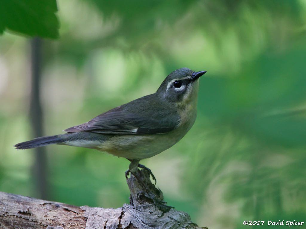 Black-throated Blue Warbler (female)