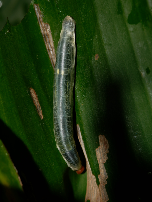 Brazilian Skipper Caterpillar