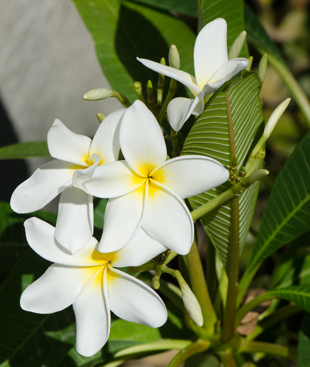 Plumeria