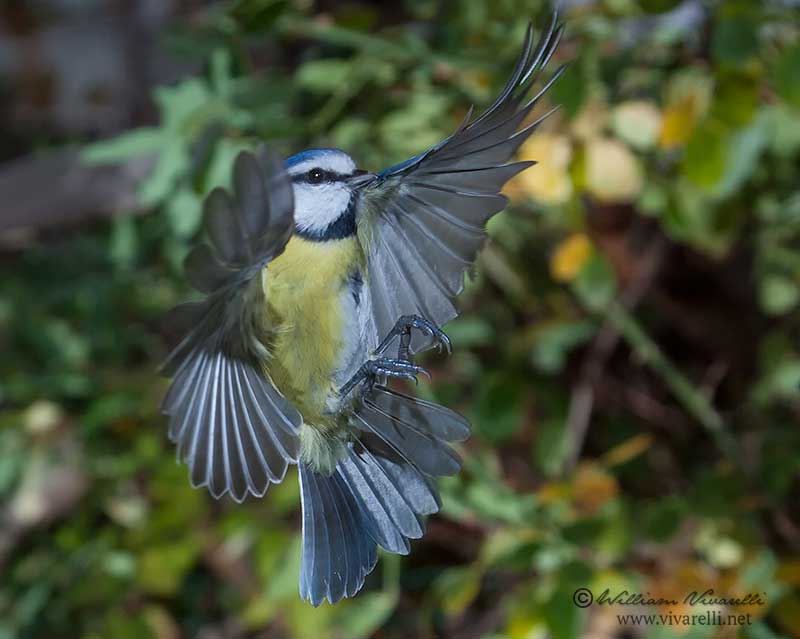 Cinciarella ( Cyanistes caeruleus)