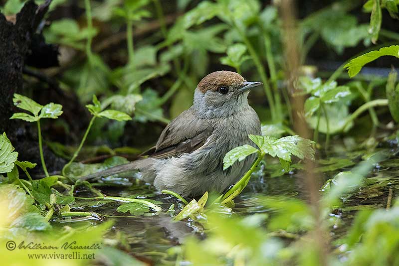 Capinera (Sylvia atricapilla)