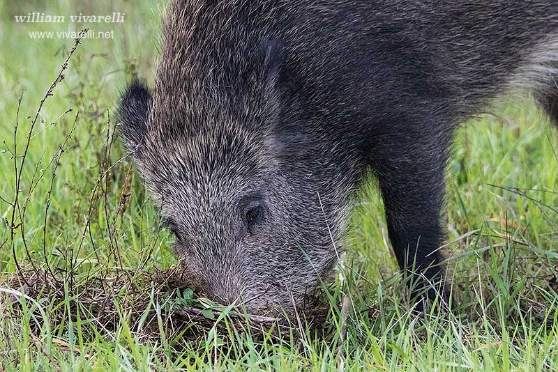 Cinghiale (Sus scrofa)