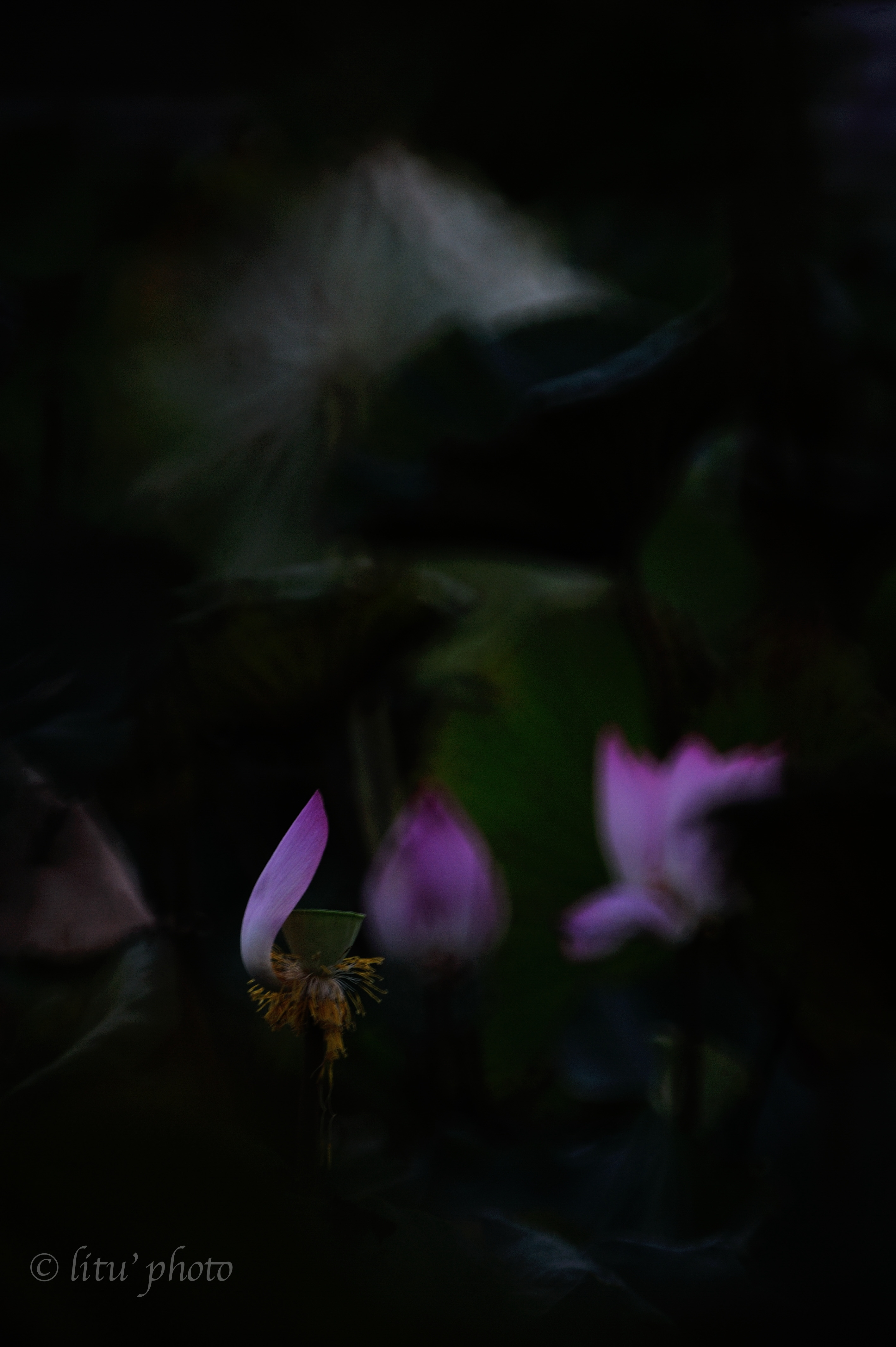 DSC_5706.jpg